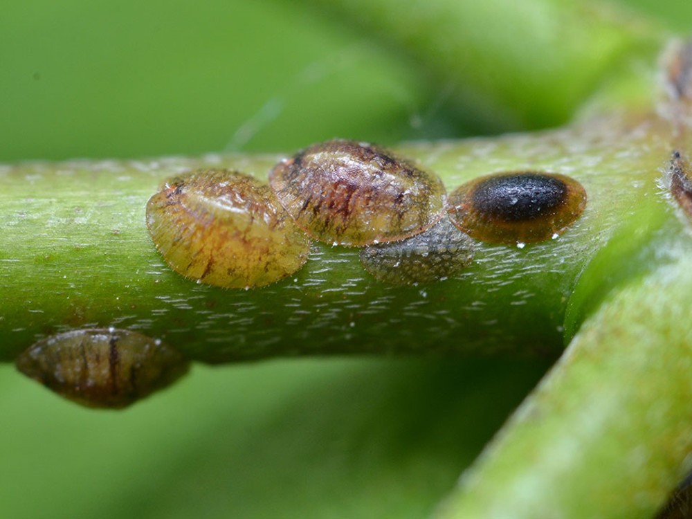 Se débarrasser des cochenilles sur les orchidées