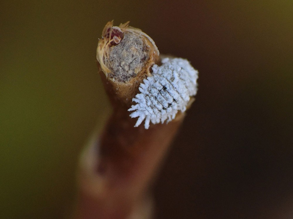 Cochenille-farineuse.jpg