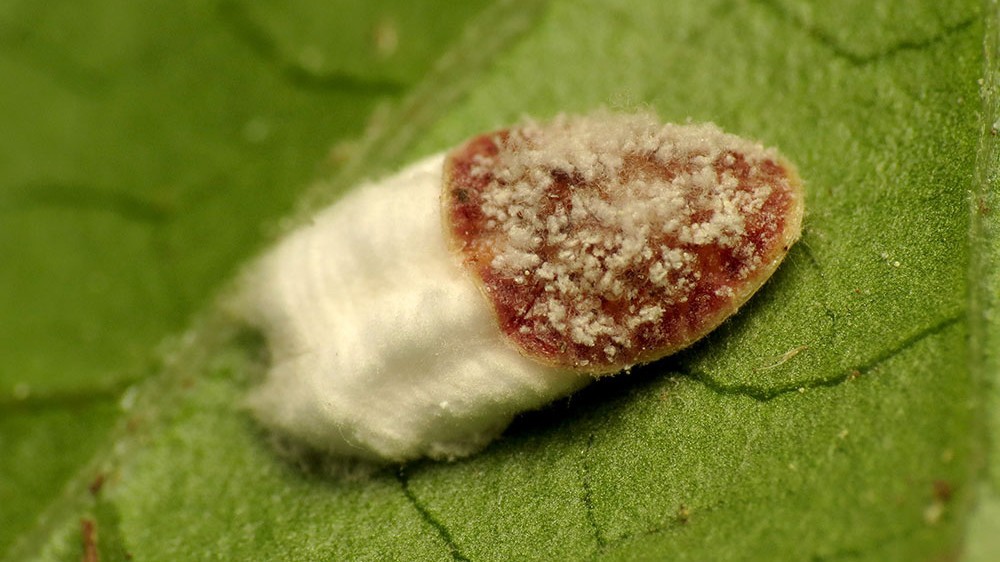 Cochenilles à coques : traitement et lutte