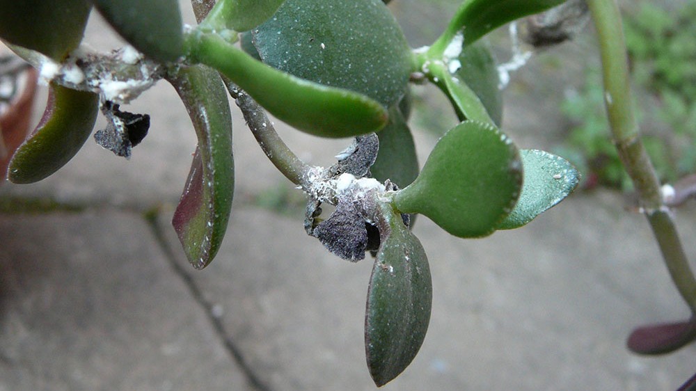 Cochenilles-farineuses-sur-plante-grasse-Wikipedia.jpg