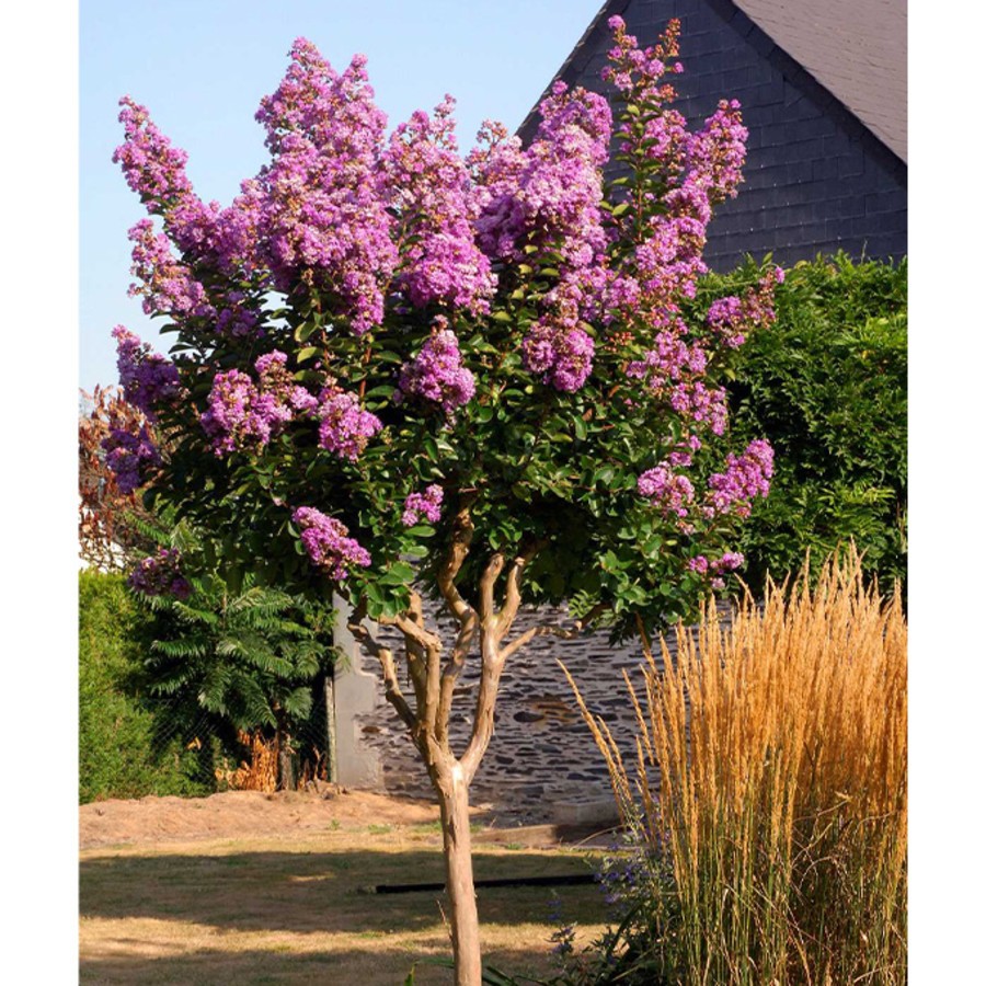 LAGERSTROEMIA.jpg