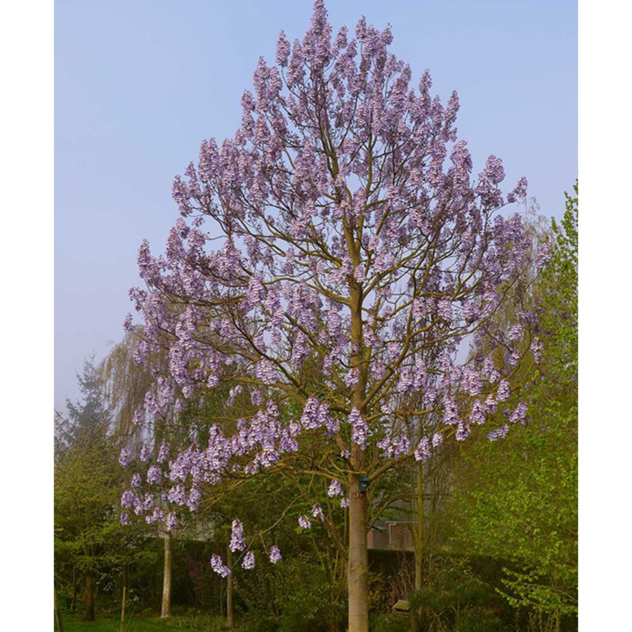 PAULOWNIA.jpg