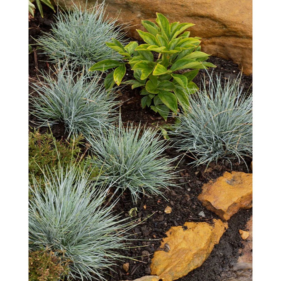 FESTUCA glauca ELIJHA BLUE.jpg