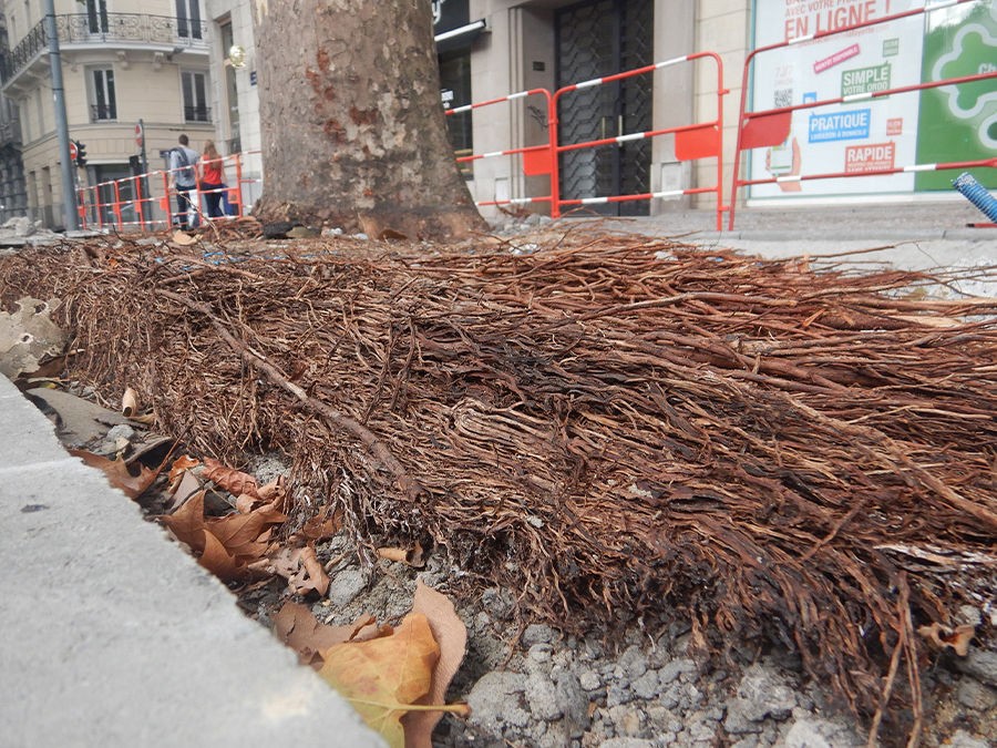 QUE PLANTER PRÈS DES CANALISATIONS ? 