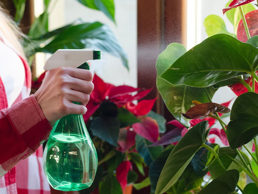 Plantes d'intérieur, Nourrir sa passion, une pousse à la fois