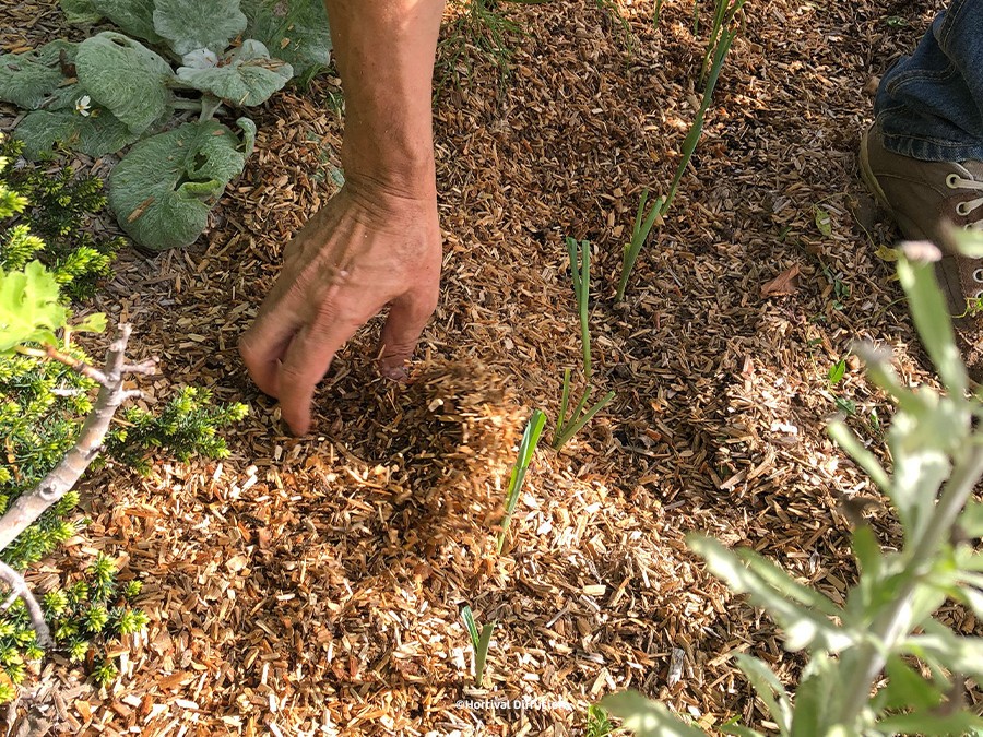 Jardinage : comment planter des poireaux au potager ?