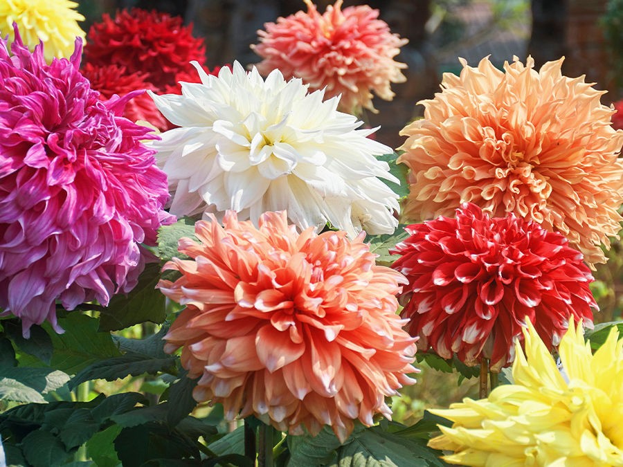 A LA FIN DE L'ÉTÉ, LES DAHLIAS FONT LEUR SHOW 