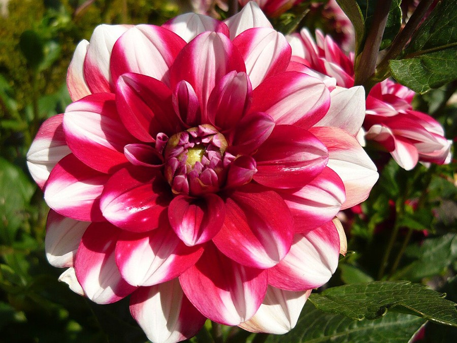 Dahlia_'Jamaica'.jpg