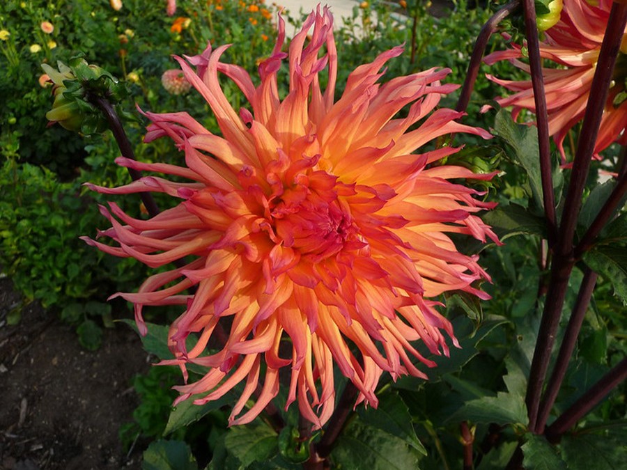 Dahlia sunrise.jpg