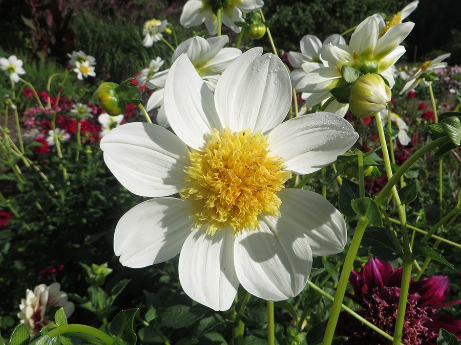 Dahlia Platnium blonde.jpg