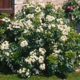 Oranger du mexique.jpg