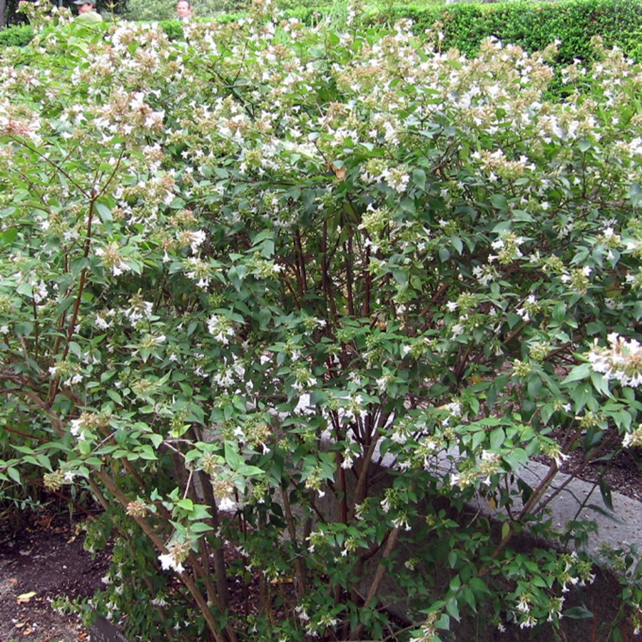 Abelia x grandiflora.jpg