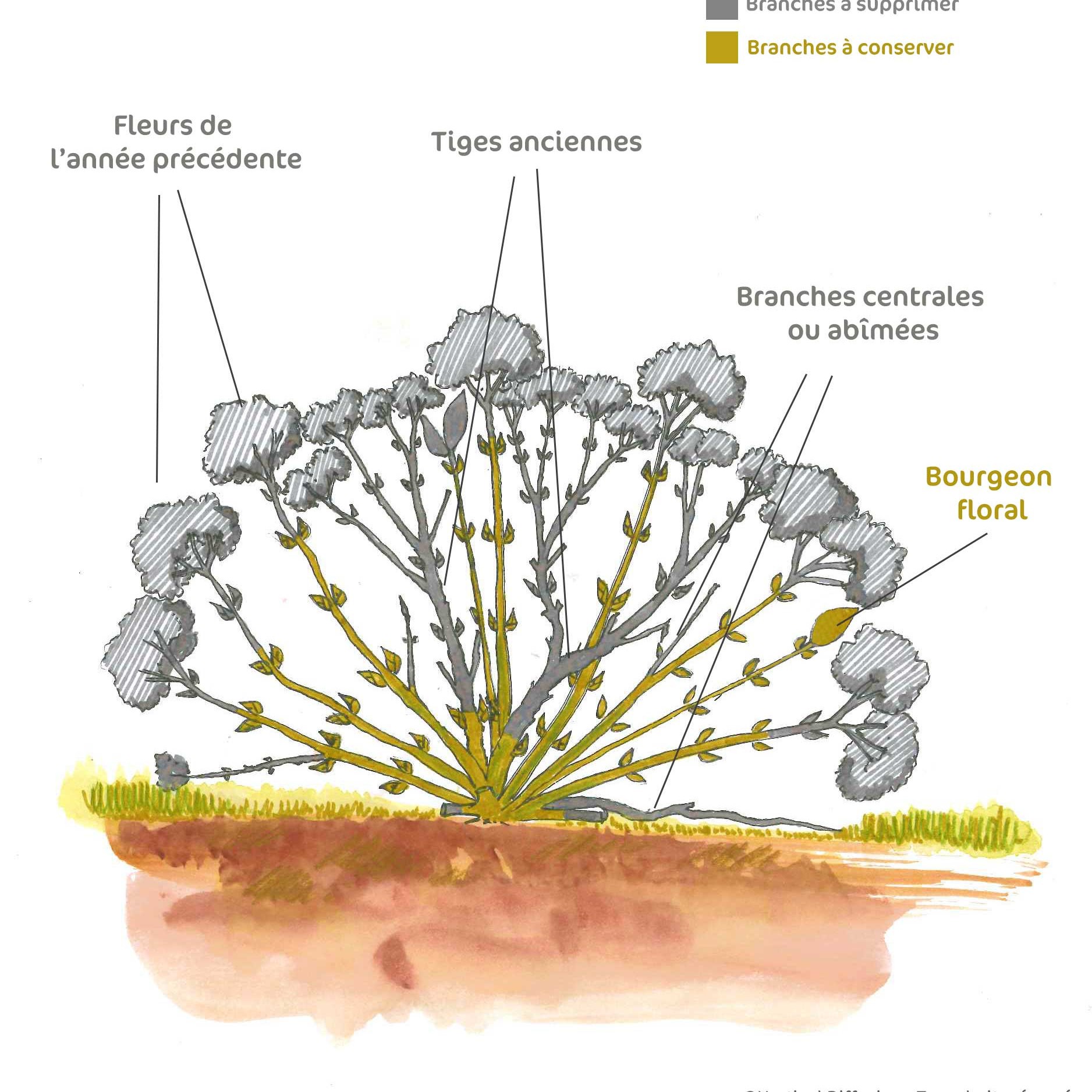 hortensia-apres-la-taille.jpg