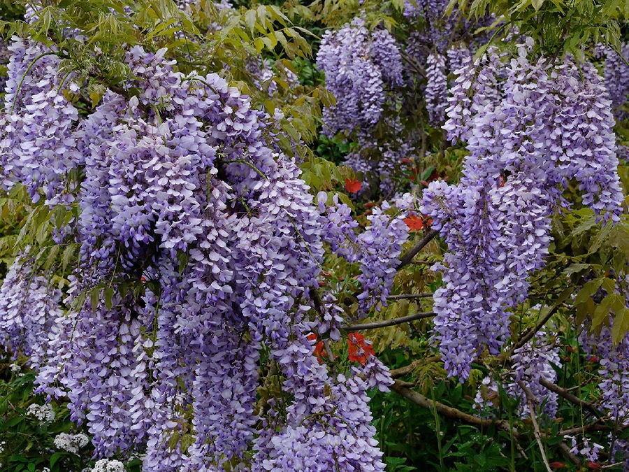 Glycine : tous nos conseils pour bien les choisir !