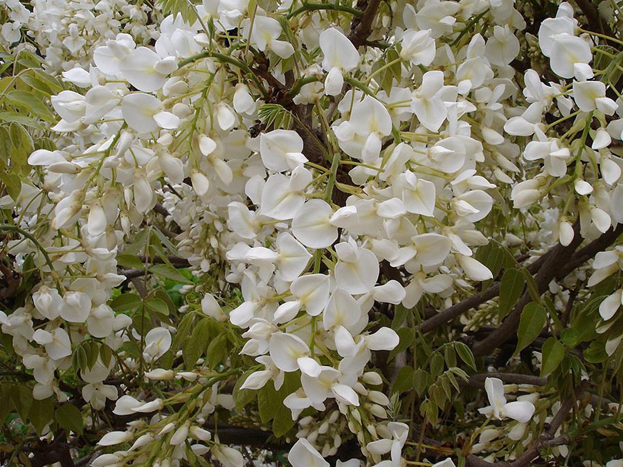 Wisteria ALBA.jpg