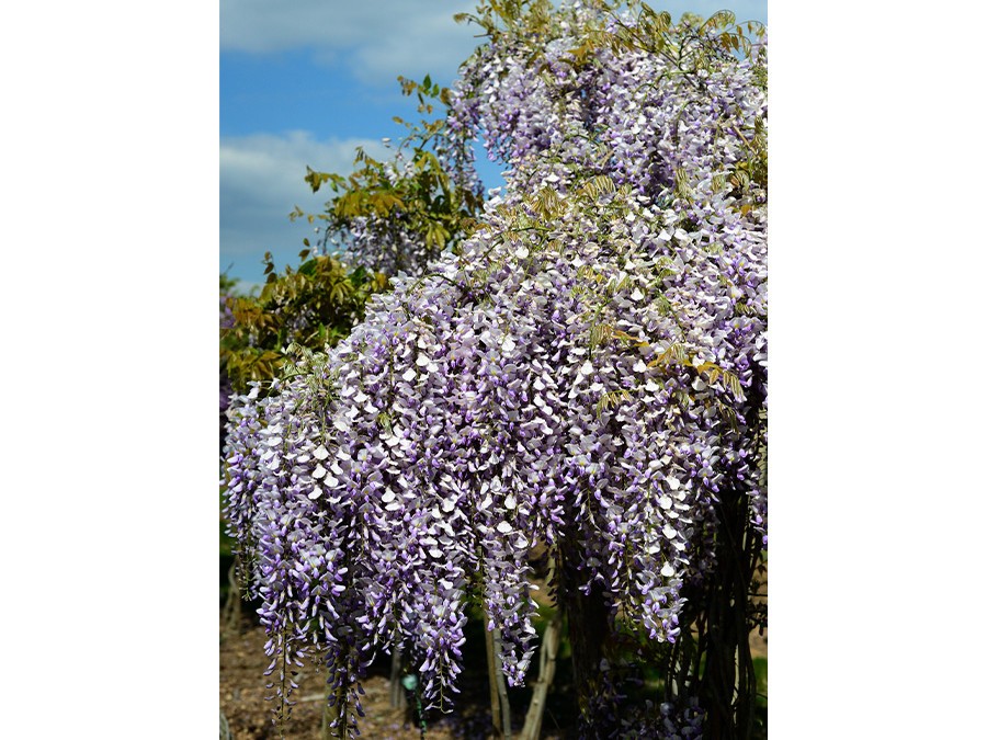 ++Wisteria x sin. GRANDE DIVA® MARIA DSC14_2080.JPG