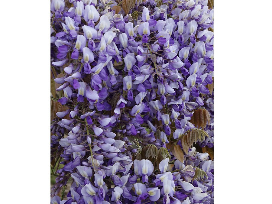 +Wisteria x ven. GRANDE DIVA® NATHALIE DSC01766 (2).JPG