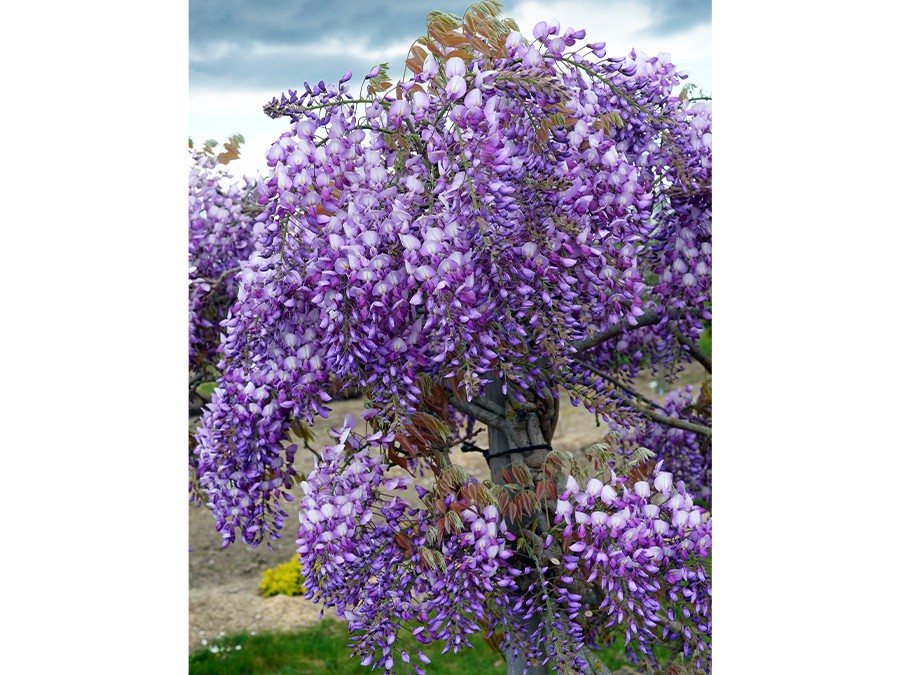 Wisteria x ven. GRANDE DIVA® BARBARA DSC14_6583.JPG