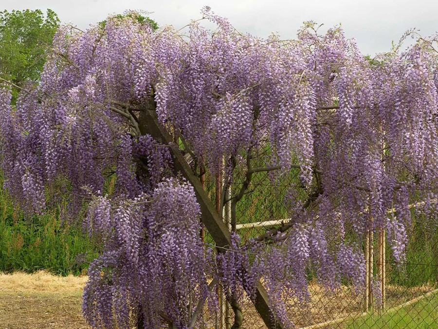 WISTERIA x formosa ISSAI 9067-06.jpg