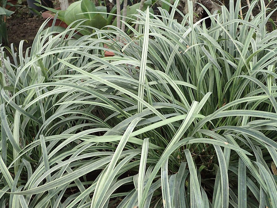 Ophiopogon.jpg