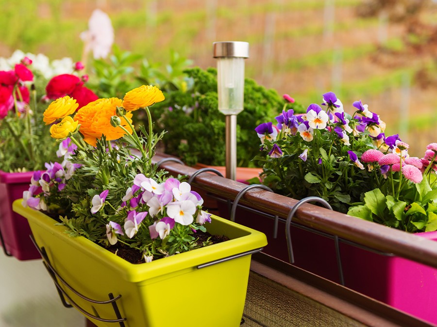 Composer sa jardinière d'automne : 5 plantes colorées pour égayer votre  extérieur 