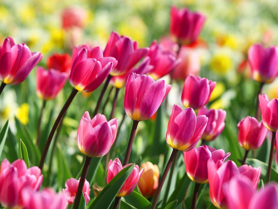 Bulbes à fleurs qui refleurissent chaque année