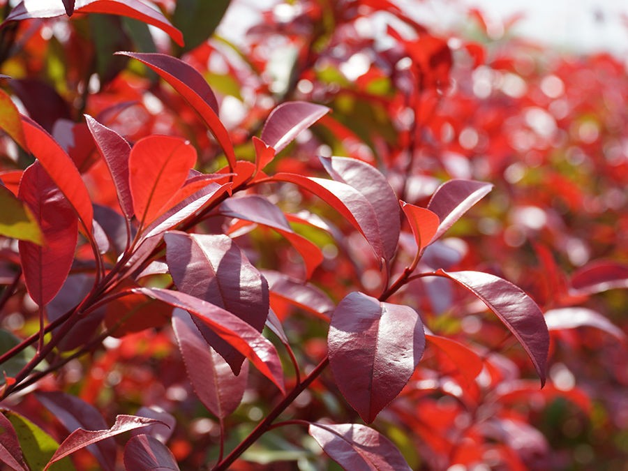 7 VARIÉTÉS DE PHOTINIA QUI RENOUVELLENT LE GENRE 