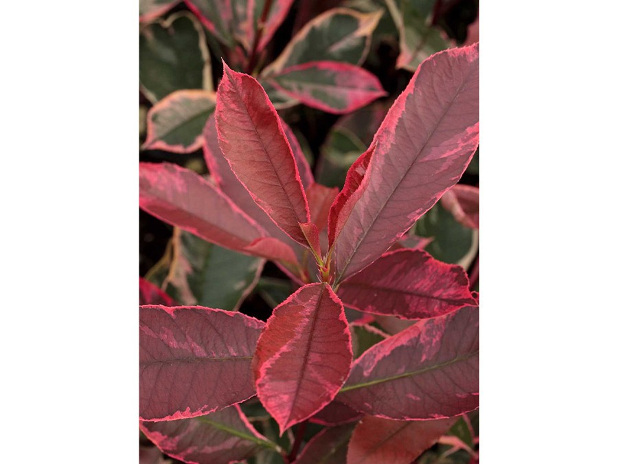 PHOTINIA x fraseri PINK MARBLE® 'Cassini' cov 14693-01.jpg