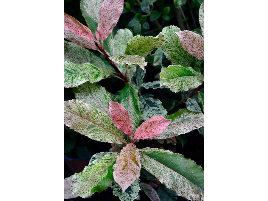 PHOTINIA SERRATIFOLIA PINK CRISPY® 'Oploo5' cov DSC14_3970.JPG