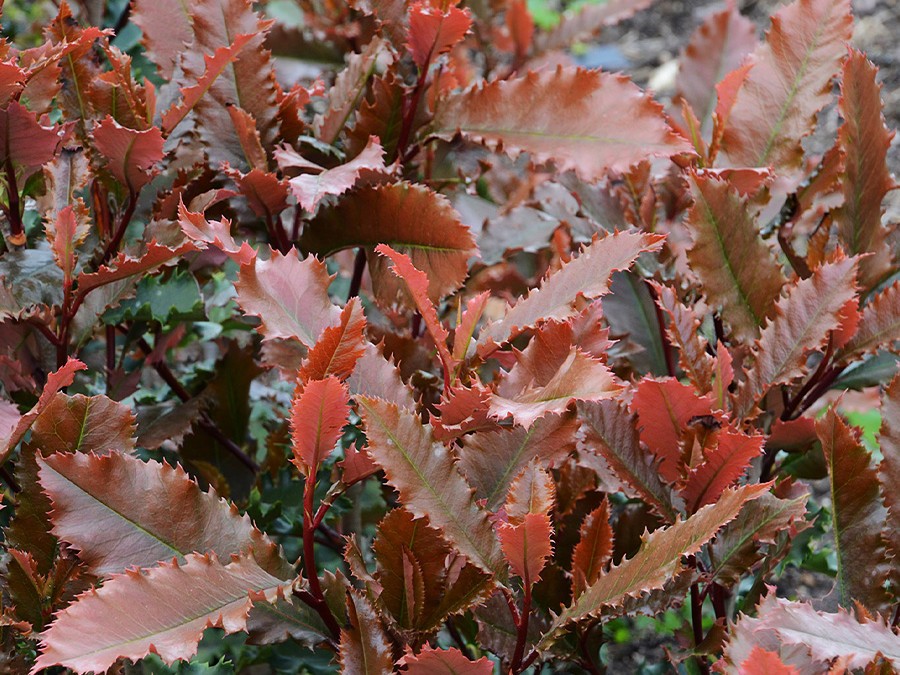 Photinia serratifolia CRUNCHY®-SAPHO.jpg