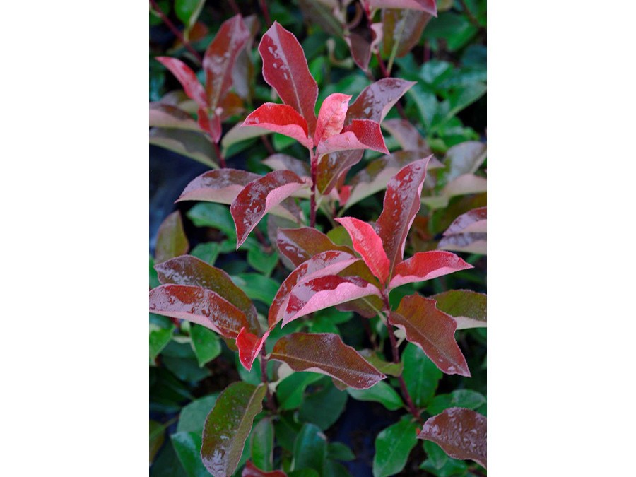 PHOTINIA x fraseri BATON ROUGE® 15717-02.jpg