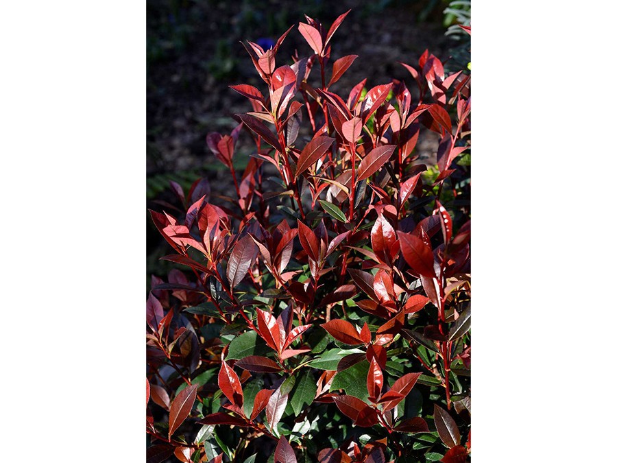 PHOTINIA x fraseri CARRE ROUGE 17604-06.jpg