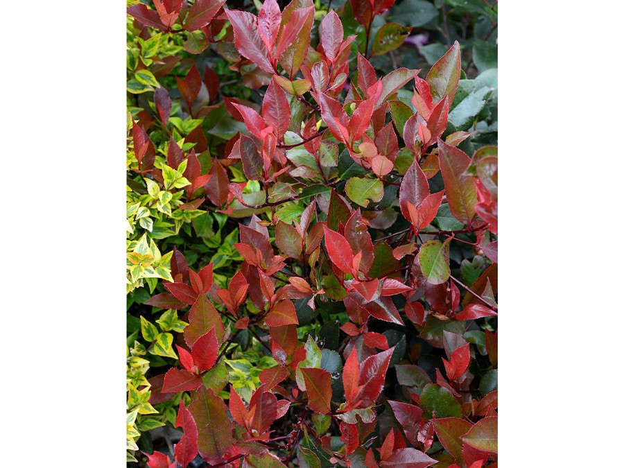 PHOTINIA x fraseri LITTLE RED ROBIN 11432-02.jpg