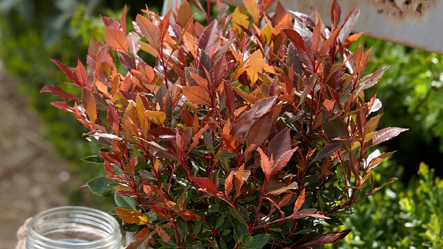 Photinia x fraseri CHICO® 'Br2011' cov-GLOBE PLANTER-0618_05.jpg