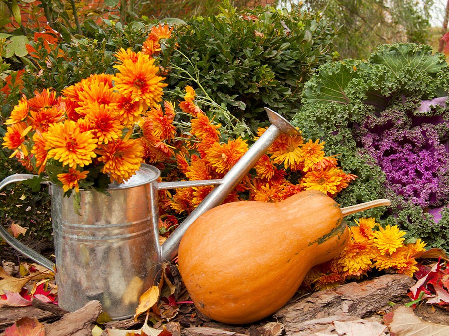 CRÉEZ UN JARDIN ORANGE POUR HALLOWEEN !