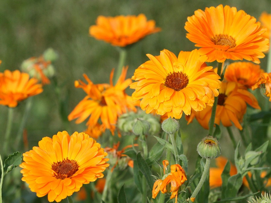 calendule.jpg