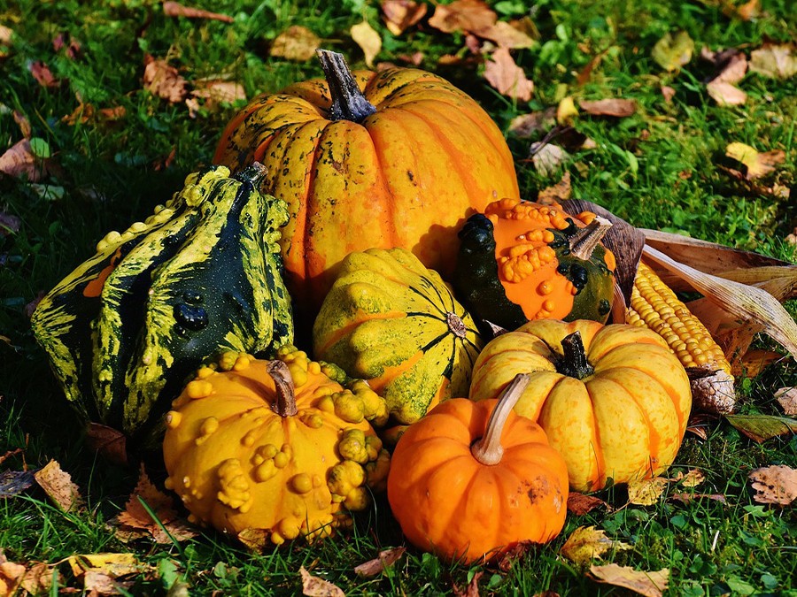 citrouilles et courges.jpg