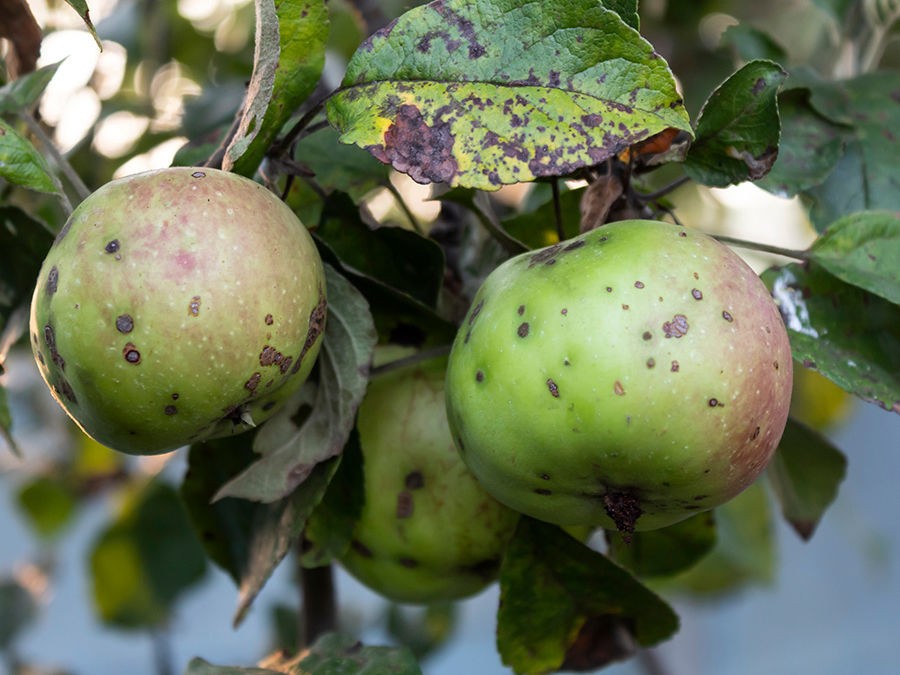 RECONNAITRE ET TRAITER LES MALADIES DU POMMIER ET POIRIER