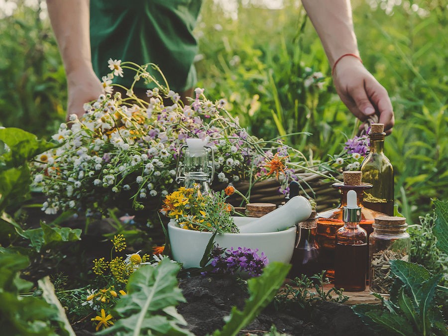 CRÉER UN JARDIN DE TISANIERE