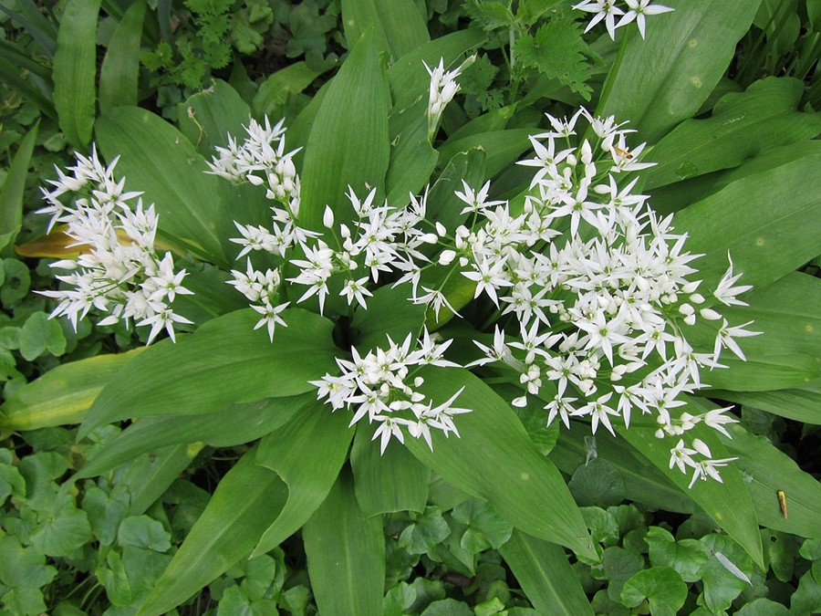 Allium ursinum.jpg