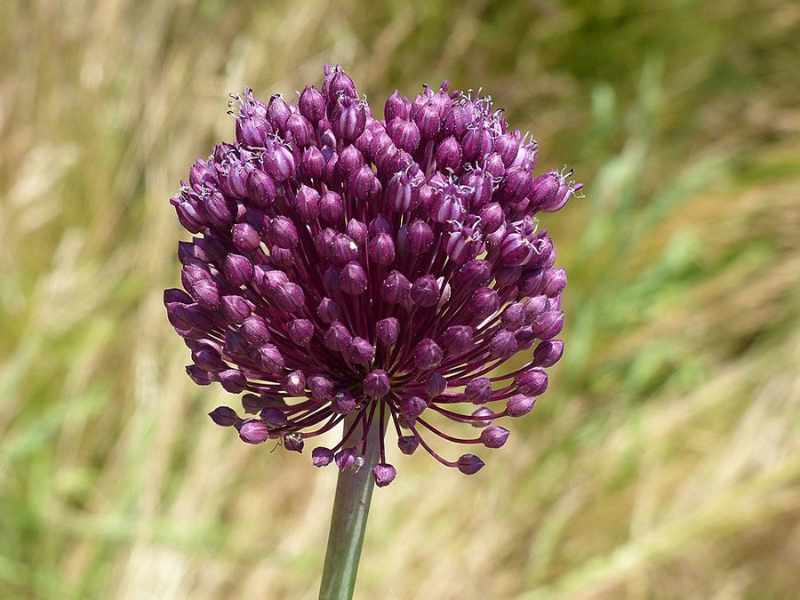 Allium_scorodoprasum_inflorescence_(17).jpg