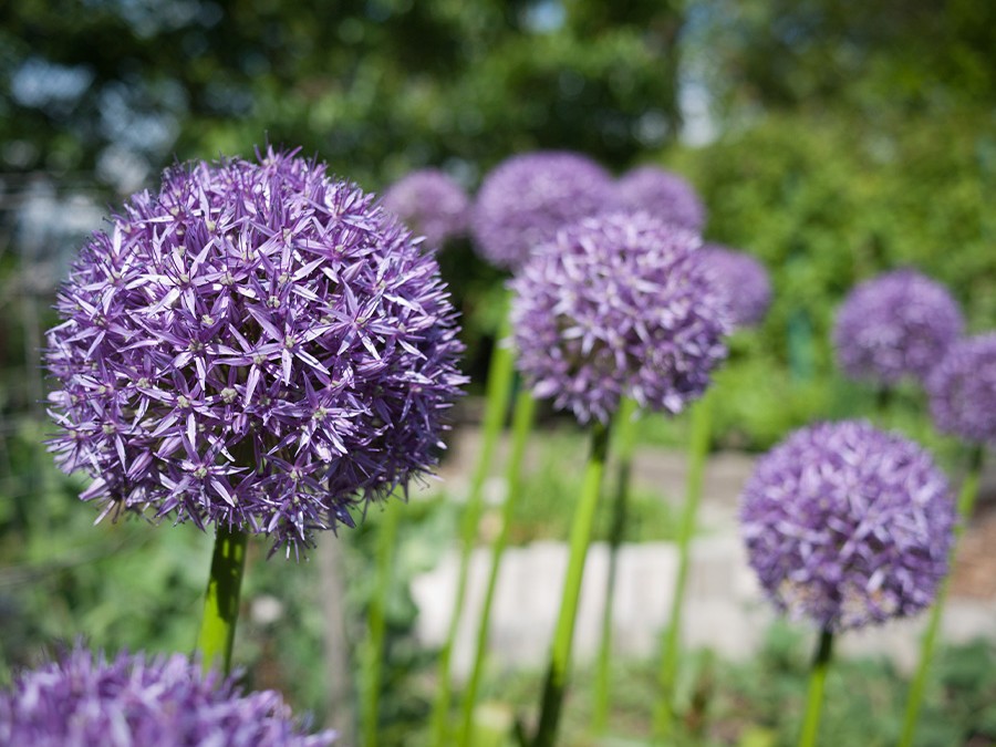 Allium ‘Globemaster’.jpg