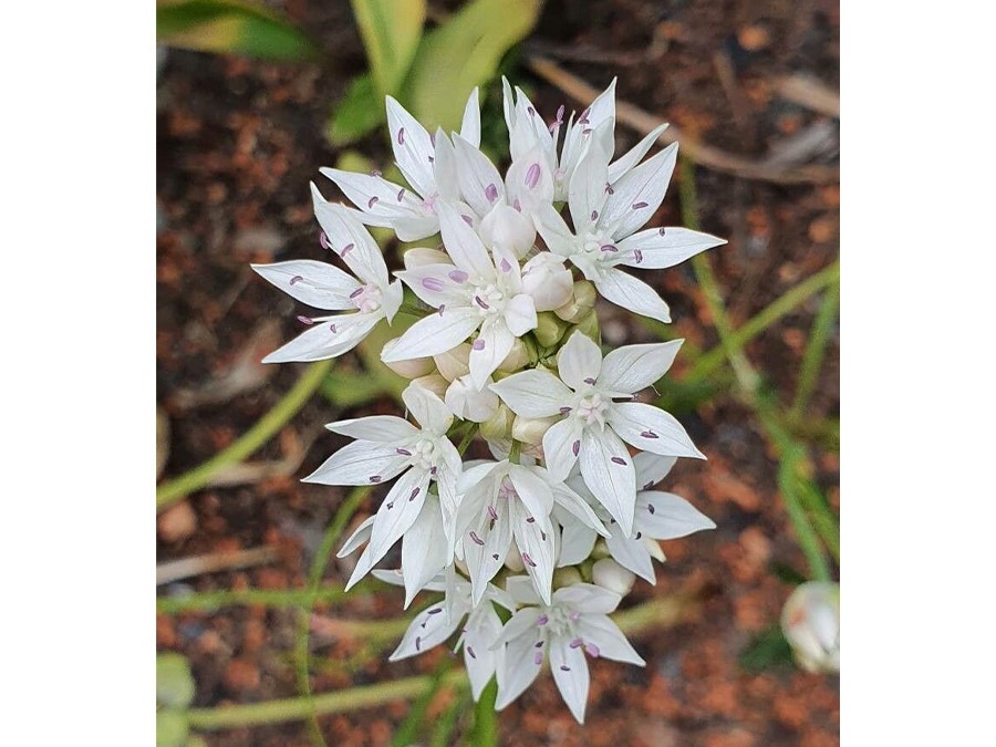 Allium amplectens ‘Graceful’.jpg