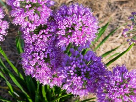 Allium ‘Millenium’.jpg