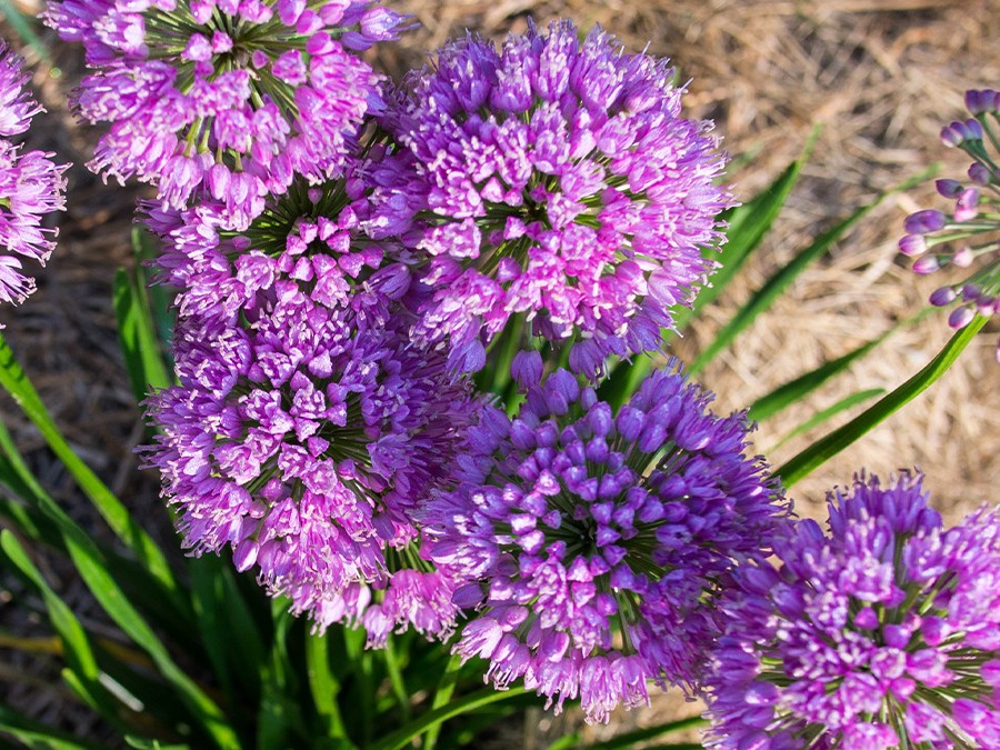 Allium ‘Millenium’.jpg