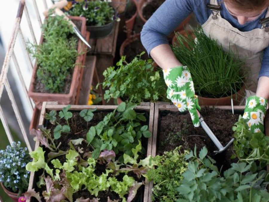 Créez un mini-potager sur votre balcon