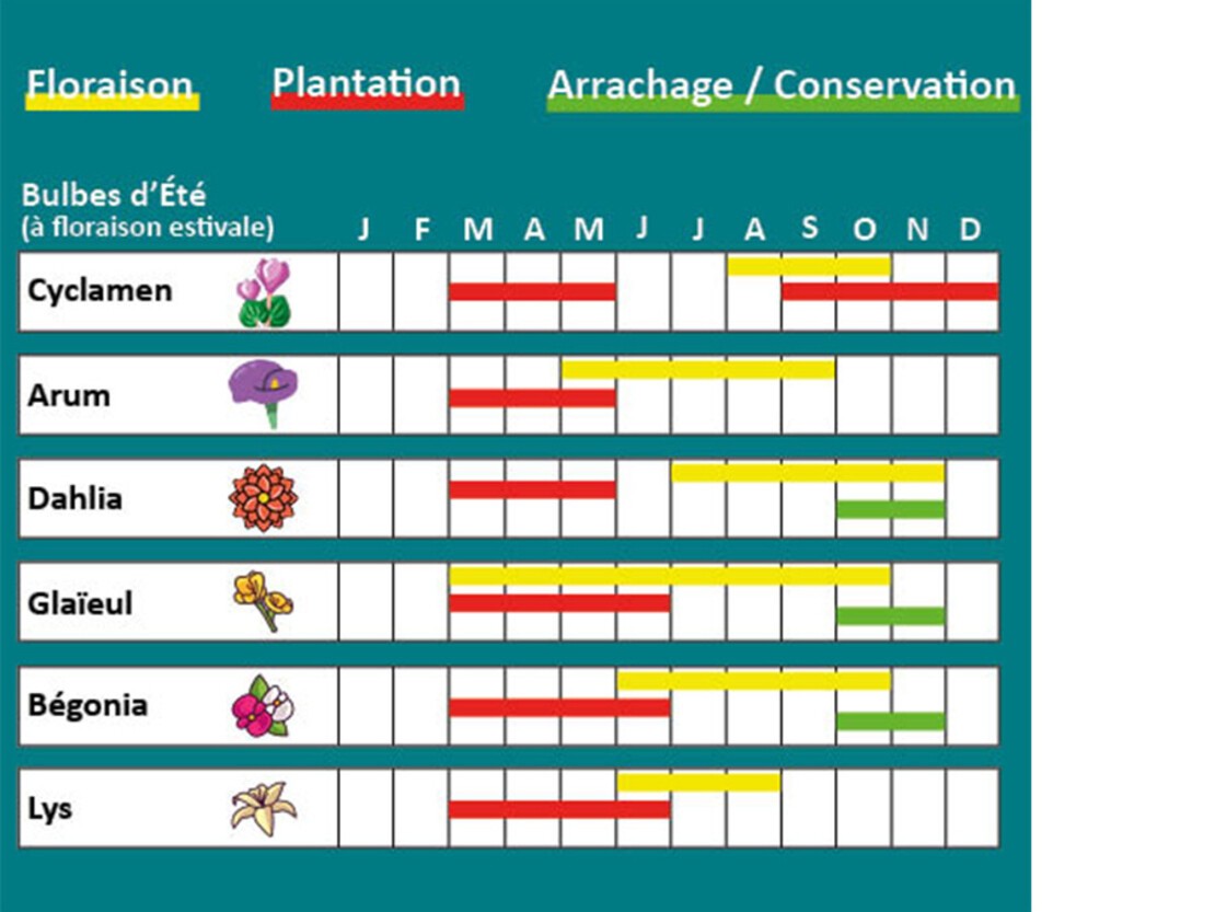 calendrier bulbes automne.jpg