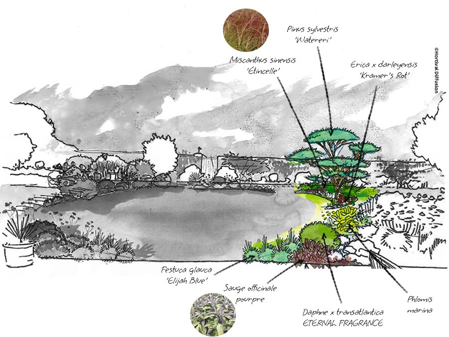 Dessin plantes feuillages persistants.jpg