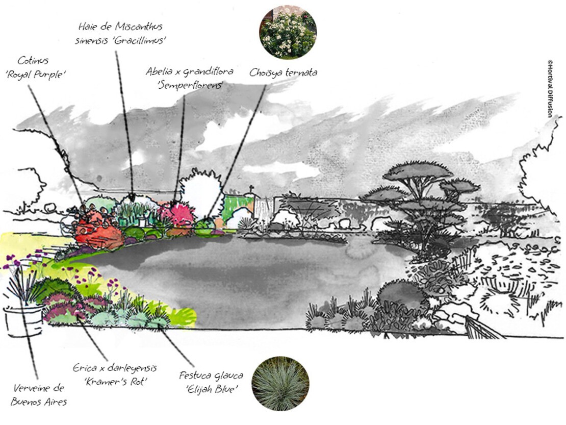 Dessin plantes originales et colorées.jpg