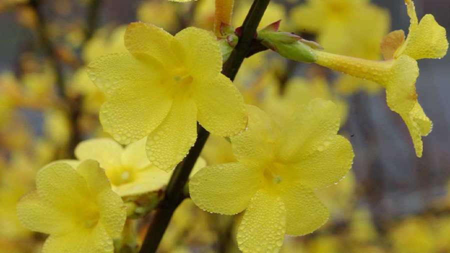 Jasmin d'hiver, un arbuste fleuri en hiver - Elle Décoration